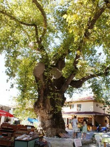 Orhaniye Güney Çevresi Bayır & Anıt Çınar 3